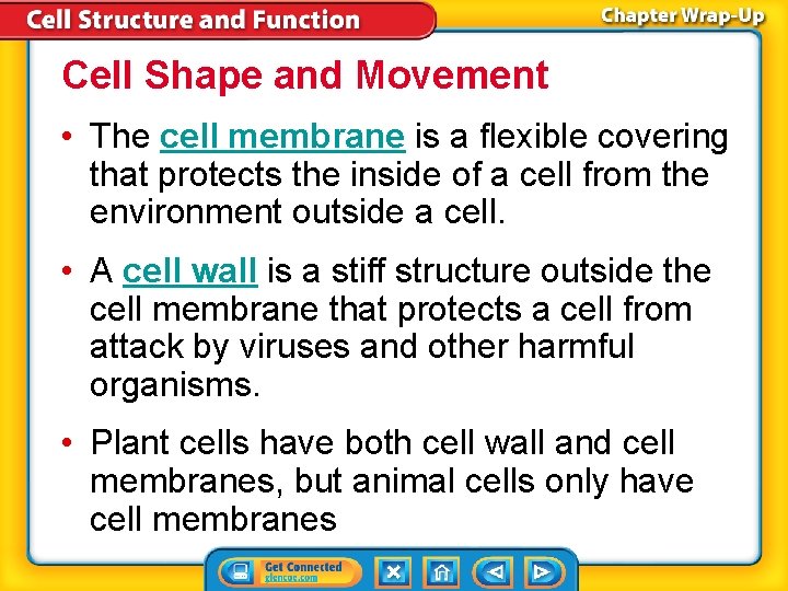 Cell Shape and Movement • The cell membrane is a flexible covering that protects