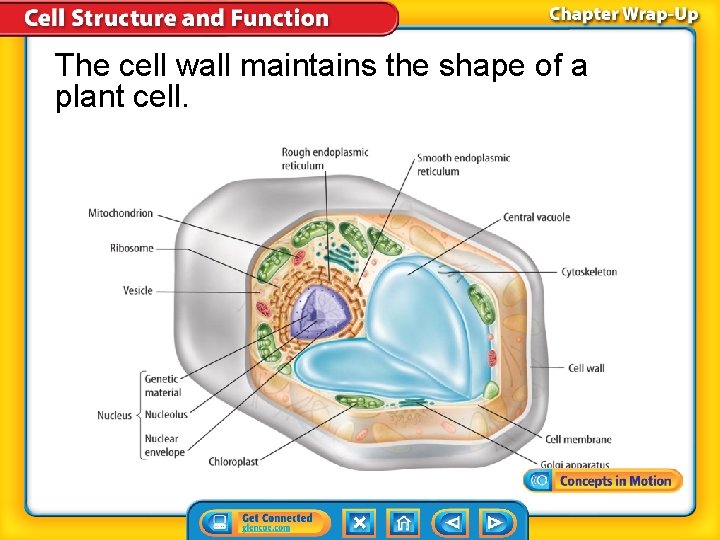 The cell wall maintains the shape of a plant cell. 