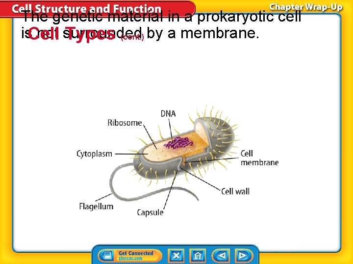 The genetic material in a prokaryotic cell is. Cell not surrounded Types (cont. )
