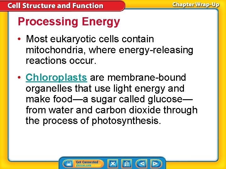 Processing Energy • Most eukaryotic cells contain mitochondria, where energy-releasing reactions occur. • Chloroplasts