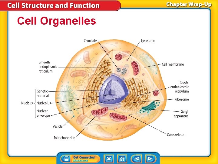 Cell Organelles 