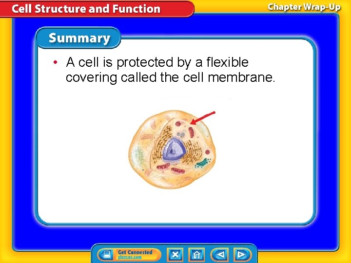  • A cell is protected by a flexible covering called the cell membrane.