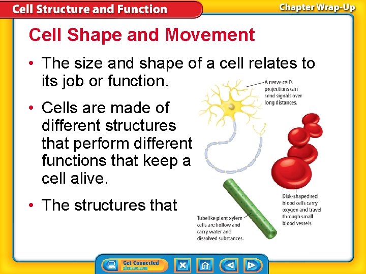 Cell Shape and Movement • The size and shape of a cell relates to