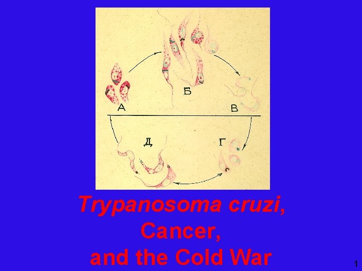 Trypanosoma cruzi, Cancer, and the Cold War 1 