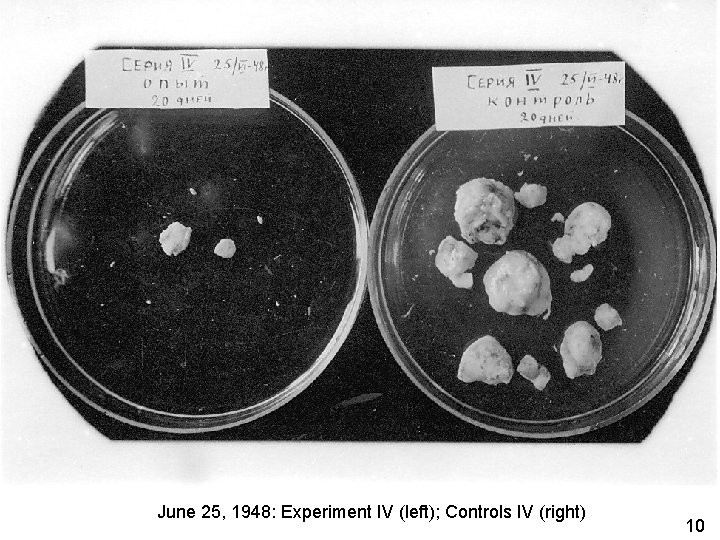 June 25, 1948: Experiment IV (left); Controls IV (right) 10 