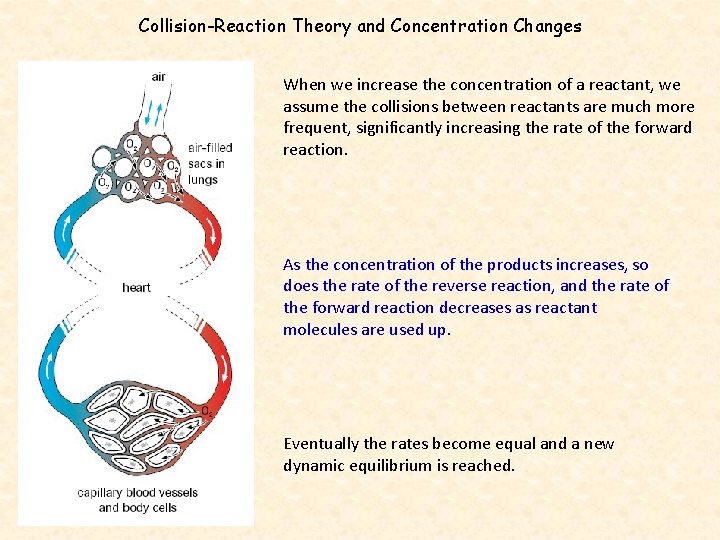 Collision-Reaction Theory and Concentration Changes When we increase the concentration of a reactant, we