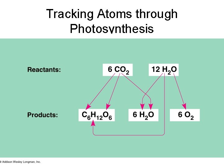 Tracking Atoms through Photosynthesis 