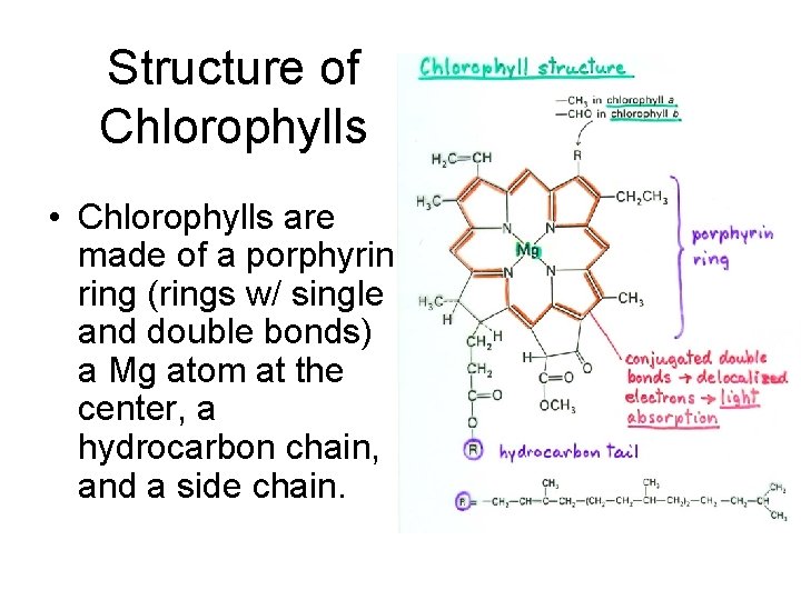 Structure of Chlorophylls • Chlorophylls are made of a porphyrin ring (rings w/ single