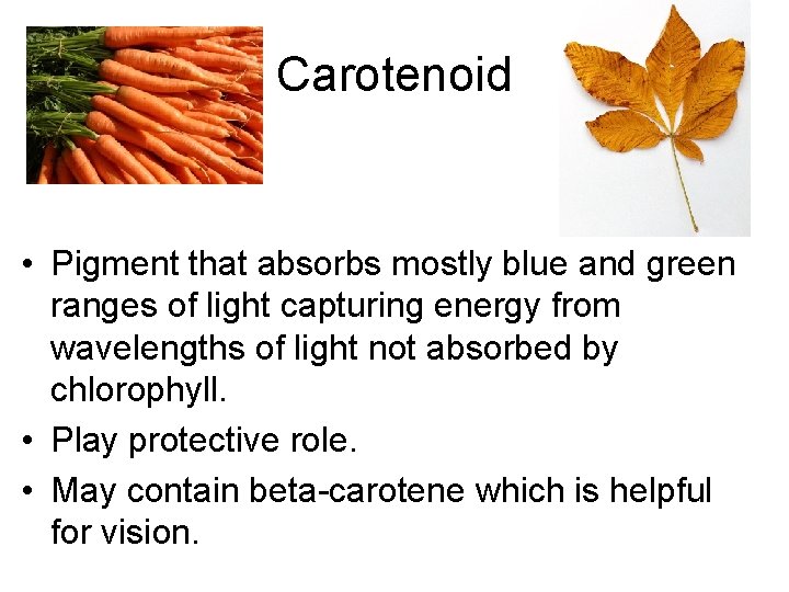 Carotenoid • Pigment that absorbs mostly blue and green ranges of light capturing energy