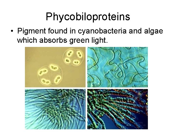 Phycobiloproteins • Pigment found in cyanobacteria and algae which absorbs green light. 