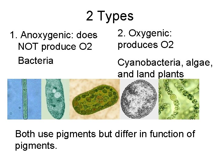 2 Types 1. Anoxygenic: does NOT produce O 2 Bacteria 2. Oxygenic: produces O