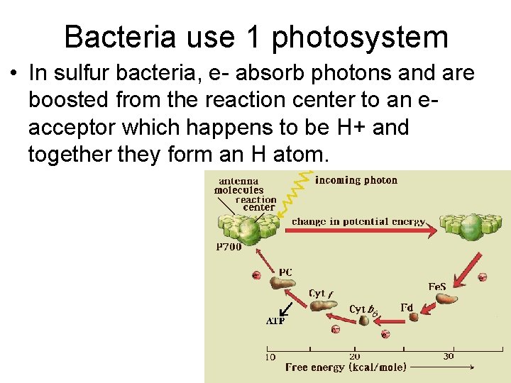 Bacteria use 1 photosystem • In sulfur bacteria, e- absorb photons and are boosted