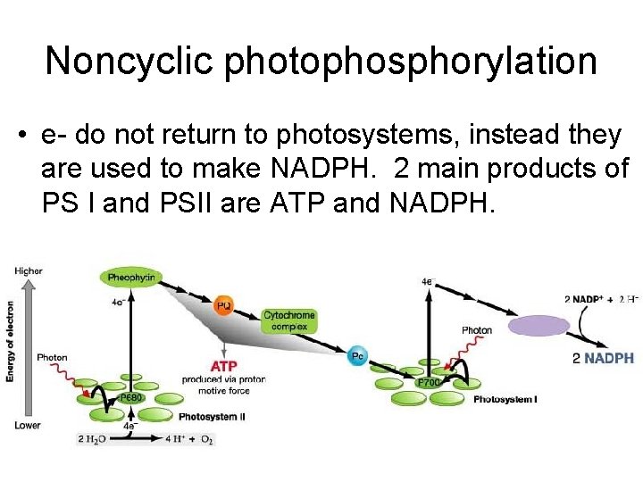 Noncyclic photophosphorylation • e- do not return to photosystems, instead they are used to