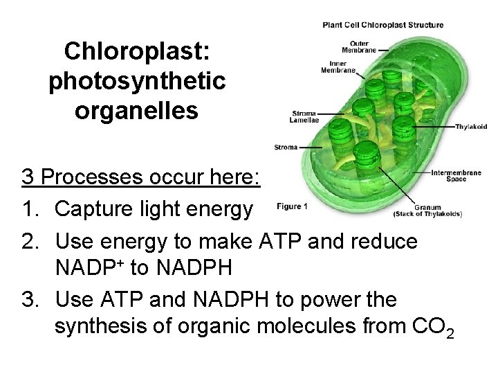 Chloroplast: photosynthetic organelles 3 Processes occur here: 1. Capture light energy 2. Use energy