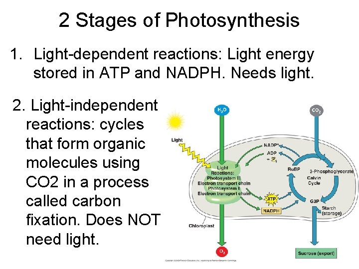 2 Stages of Photosynthesis 1. Light-dependent reactions: Light energy stored in ATP and NADPH.