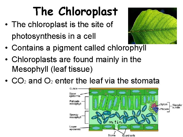 The Chloroplast • The chloroplast is the site of photosynthesis in a cell •