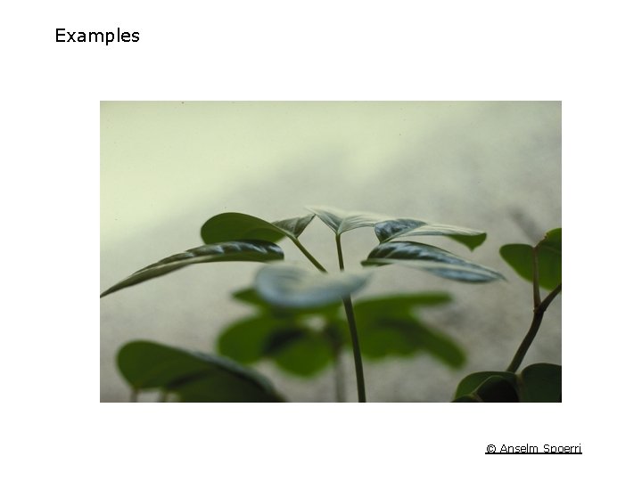 Examples © Anselm Spoerri 