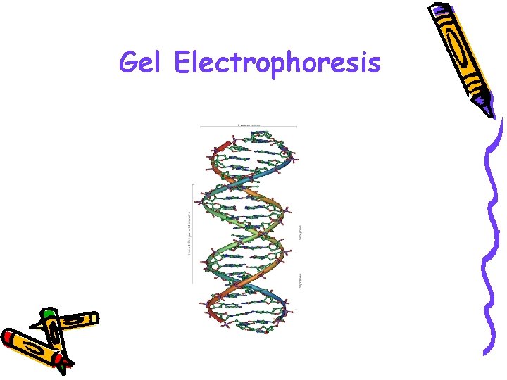 Gel Electrophoresis 