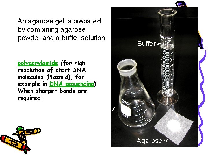 An agarose gel is prepared by combining agarose powder and a buffer solution. Buffer