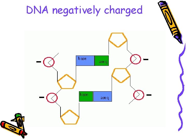 DNA negatively charged 