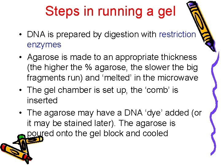 Steps in running a gel • DNA is prepared by digestion with restriction enzymes