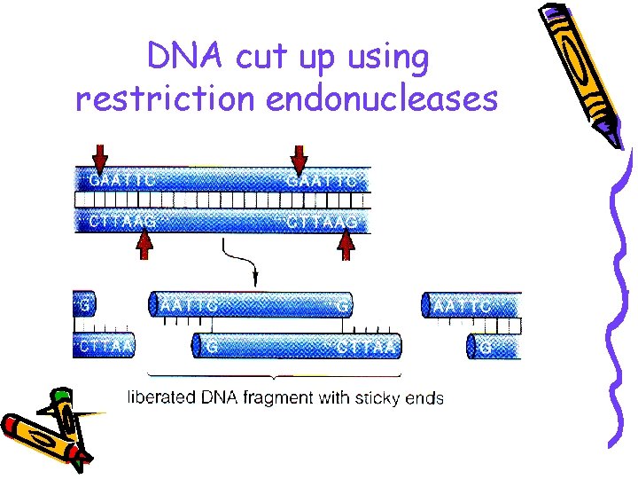 DNA cut up using restriction endonucleases 