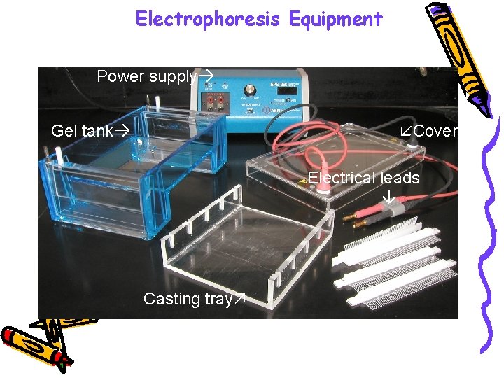 Electrophoresis Equipment Power supply Gel tank Cover Electrical leads Casting tray Gel combs 