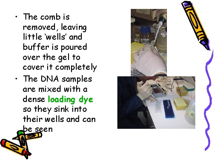  • The comb is removed, leaving little ‘wells’ and buffer is poured over