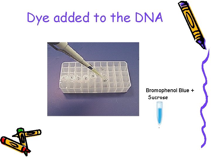 Dye added to the DNA Bromophenol Blue + Sucrose 