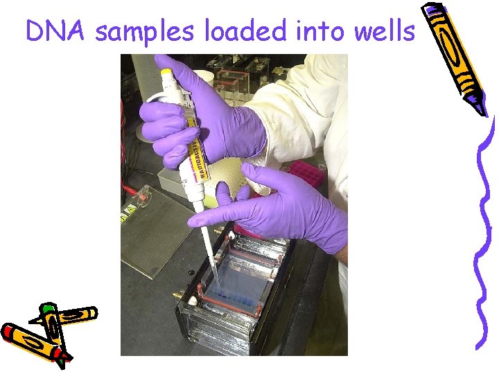 DNA samples loaded into wells 