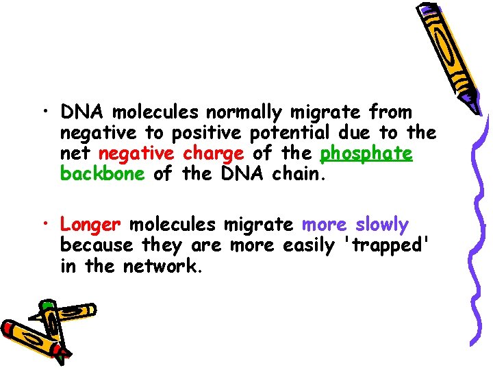  • DNA molecules normally migrate from negative to positive potential due to the