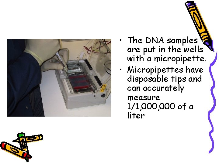  • The DNA samples are put in the wells with a micropipette. •