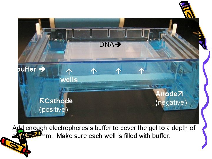 DNA buffer wells Cathode (positive) Anode (negative) Add enough electrophoresis buffer to cover the