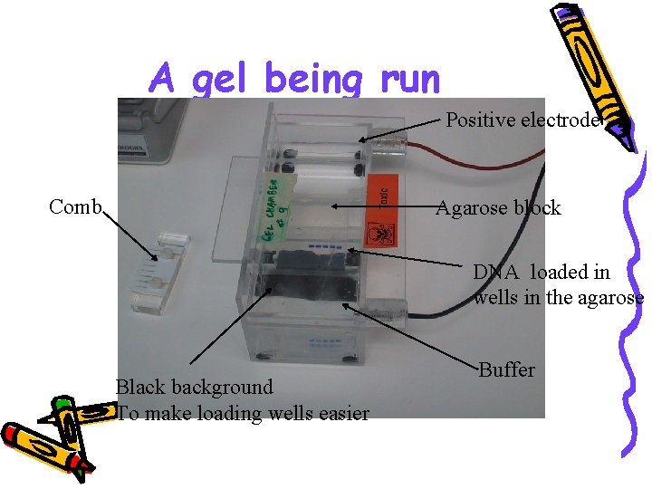 A gel being run Positive electrode Comb Agarose block DNA loaded in wells in