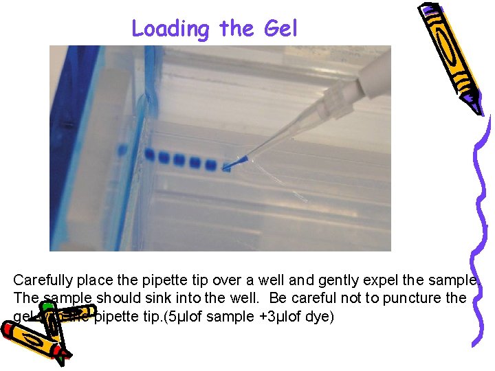 Loading the Gel Carefully place the pipette tip over a well and gently expel