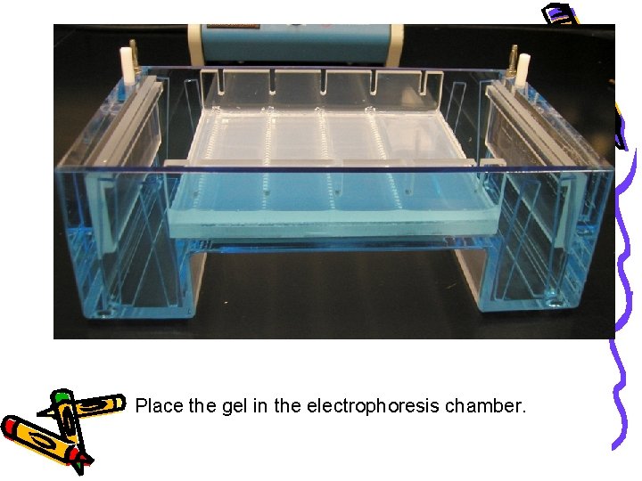 Place the gel in the electrophoresis chamber. 