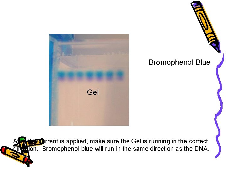 Cathode (-) wells Bromophenol Blue DNA (-) Gel Anode (+) After the current is