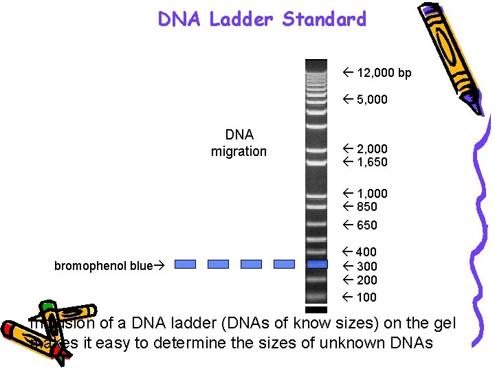 DNA Ladder Standard 12, 000 bp 5, 000 DNA migration bromophenol blue 2, 000