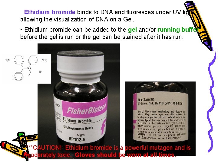 Staining the Gel • Ethidium bromide binds to DNA and fluoresces under UV light,