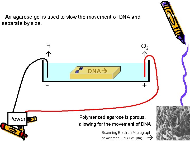  • DNA is negatively charged. • When placed in an electrical field, DNA