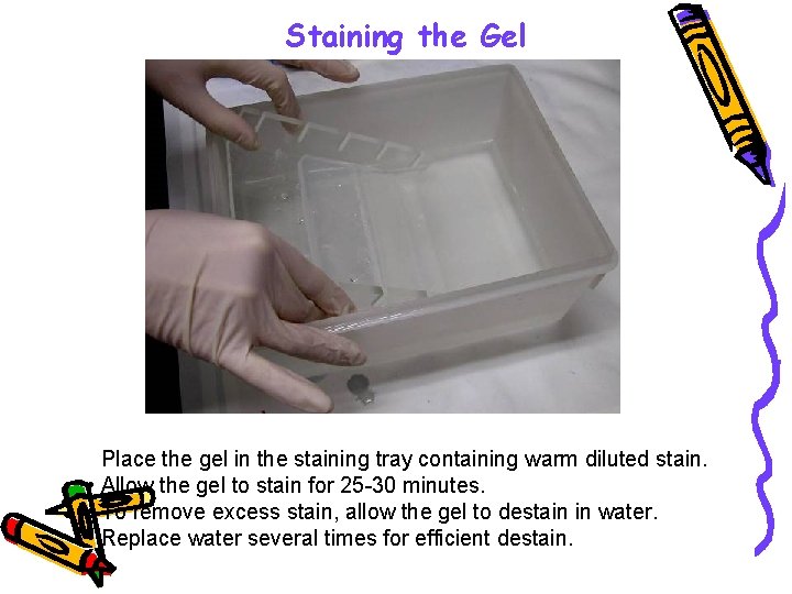 Staining the Gel • Place the gel in the staining tray containing warm diluted