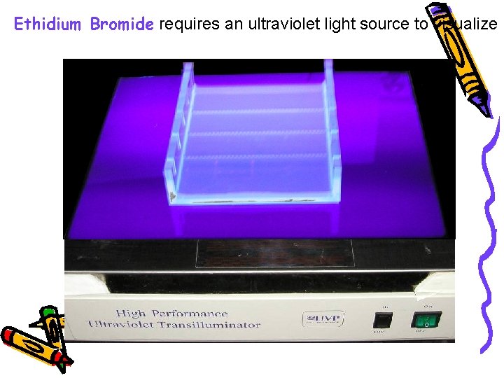Ethidium Bromide requires an ultraviolet light source to visualize 
