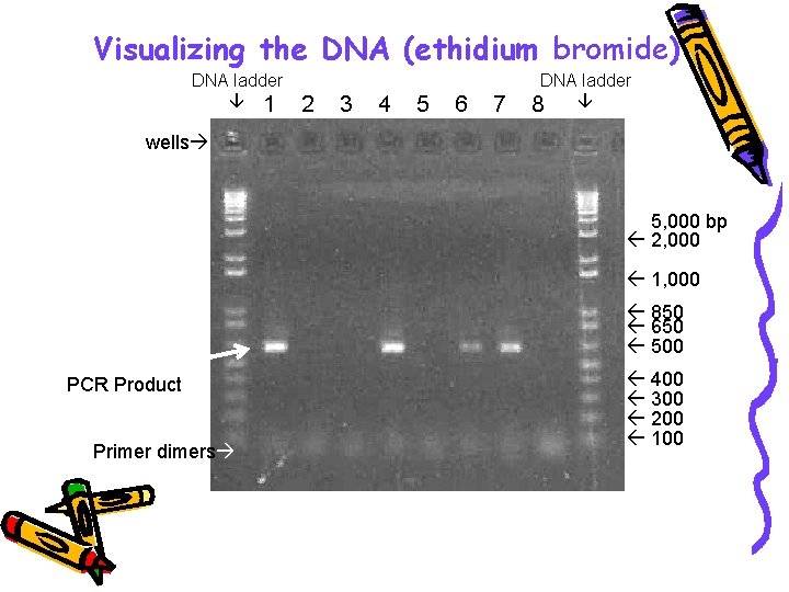 Visualizing the DNA (ethidium bromide) DNA ladder 1 2 3 4 5 6 7