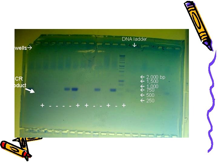 wells DNA ladder PCR Product + - - + 2, 000 bp 1, 500