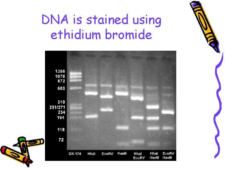 DNA is stained using ethidium bromide 