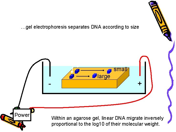 How fast will the DNA migrate? …gel electrophoresis separates DNA according to size DNA