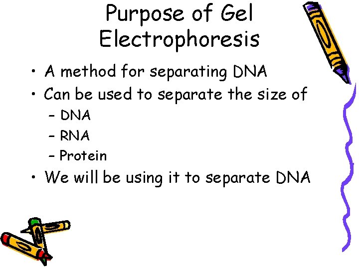Purpose of Gel Electrophoresis • A method for separating DNA • Can be used