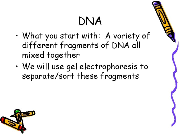 DNA • What you start with: A variety of different fragments of DNA all