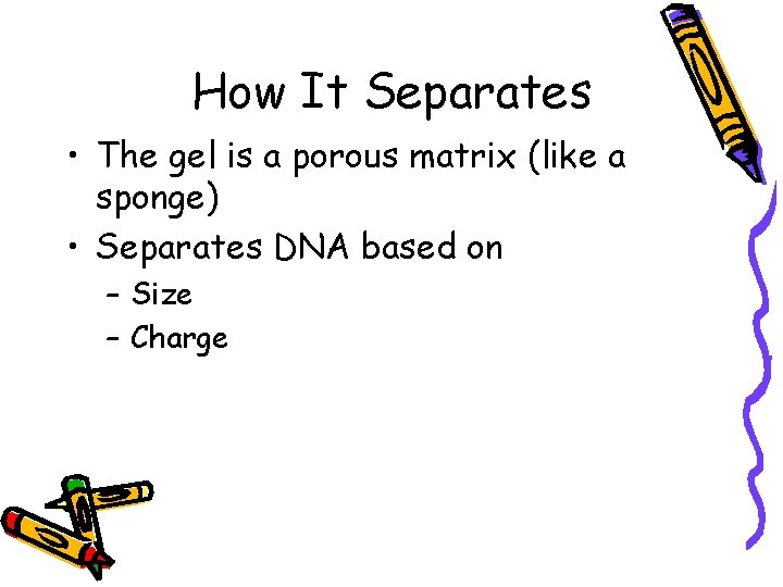 How It Separates • The gel is a porous matrix (like a sponge) •