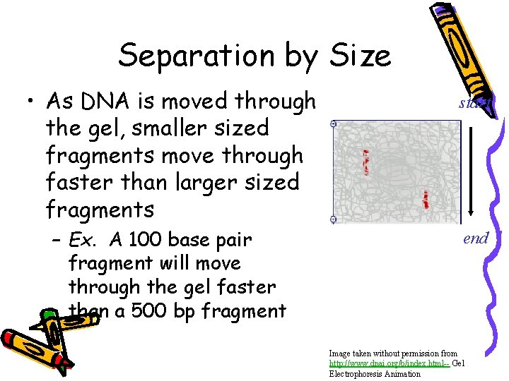 Separation by Size • As DNA is moved through the gel, smaller sized fragments